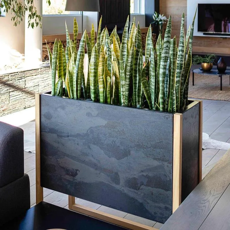 Blomma Planter