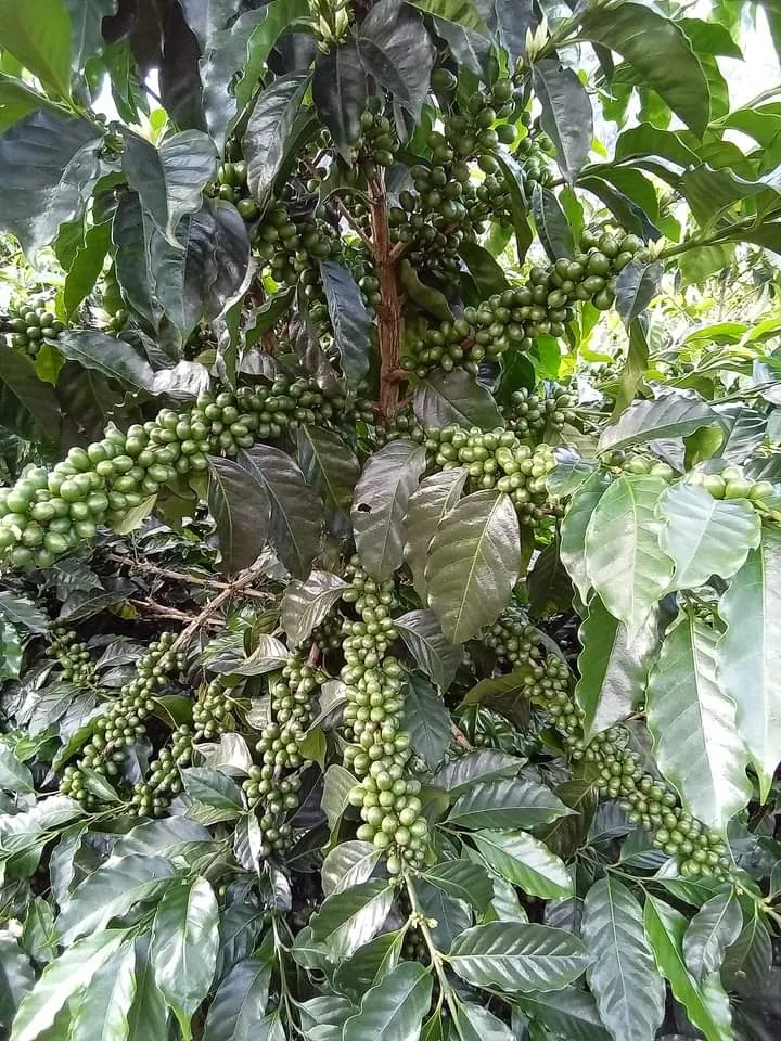 Bolivia 90  Find Microlot: Mery Avircata -Kantutani. Available at the Annex (CA), in (NJ) and Salisbury, MA. NEW ARRIVAL!
