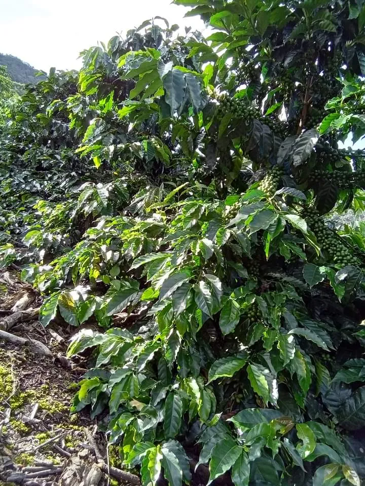 Bolivia 90  Find Microlot: Mery Avircata -Kantutani. Available at the Annex (CA), in (NJ) and Salisbury, MA. NEW ARRIVAL!