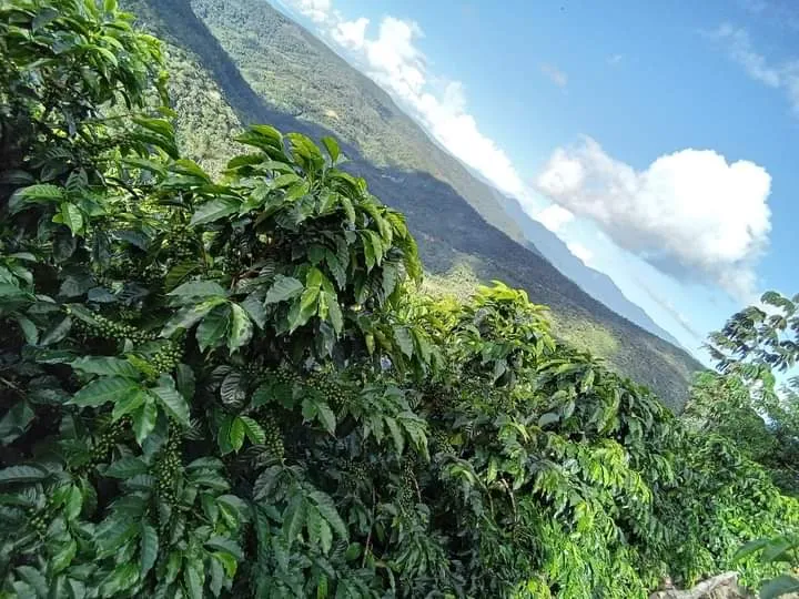 Bolivia 90  Find Microlot: Mery Avircata -Kantutani. Available at the Annex (CA), in (NJ) and Salisbury, MA. NEW ARRIVAL!