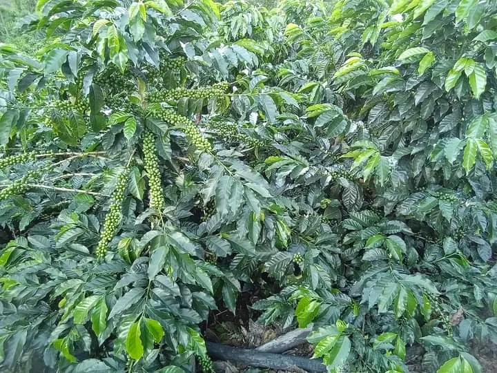 Bolivia 90  Find Microlot: Mery Avircata -Kantutani. Available at the Annex (CA), in (NJ) and Salisbury, MA. NEW ARRIVAL!