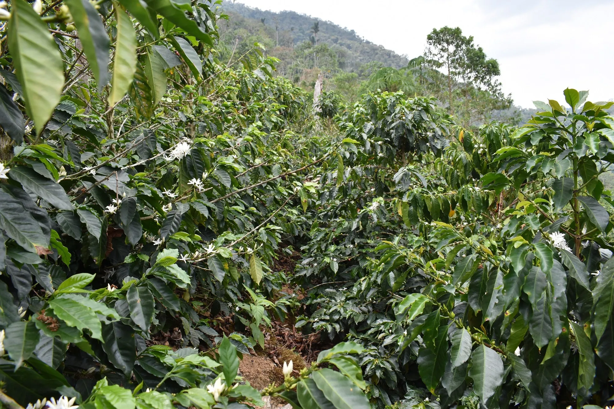 Bolivia 90  Find Microlot: Mery Avircata -Kantutani. Available at the Annex (CA), in (NJ) and Salisbury, MA. NEW ARRIVAL!