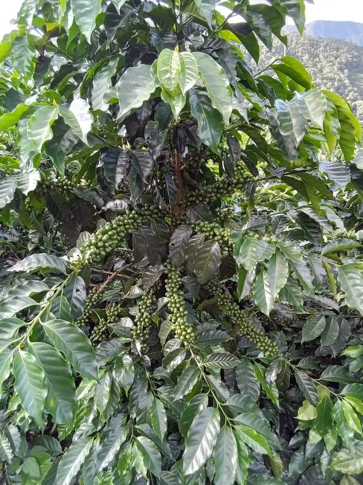 Bolivia 90  Find Microlot: Mery Avircata -Kantutani. Available at the Annex (CA), in (NJ) and Salisbury, MA. NEW ARRIVAL!