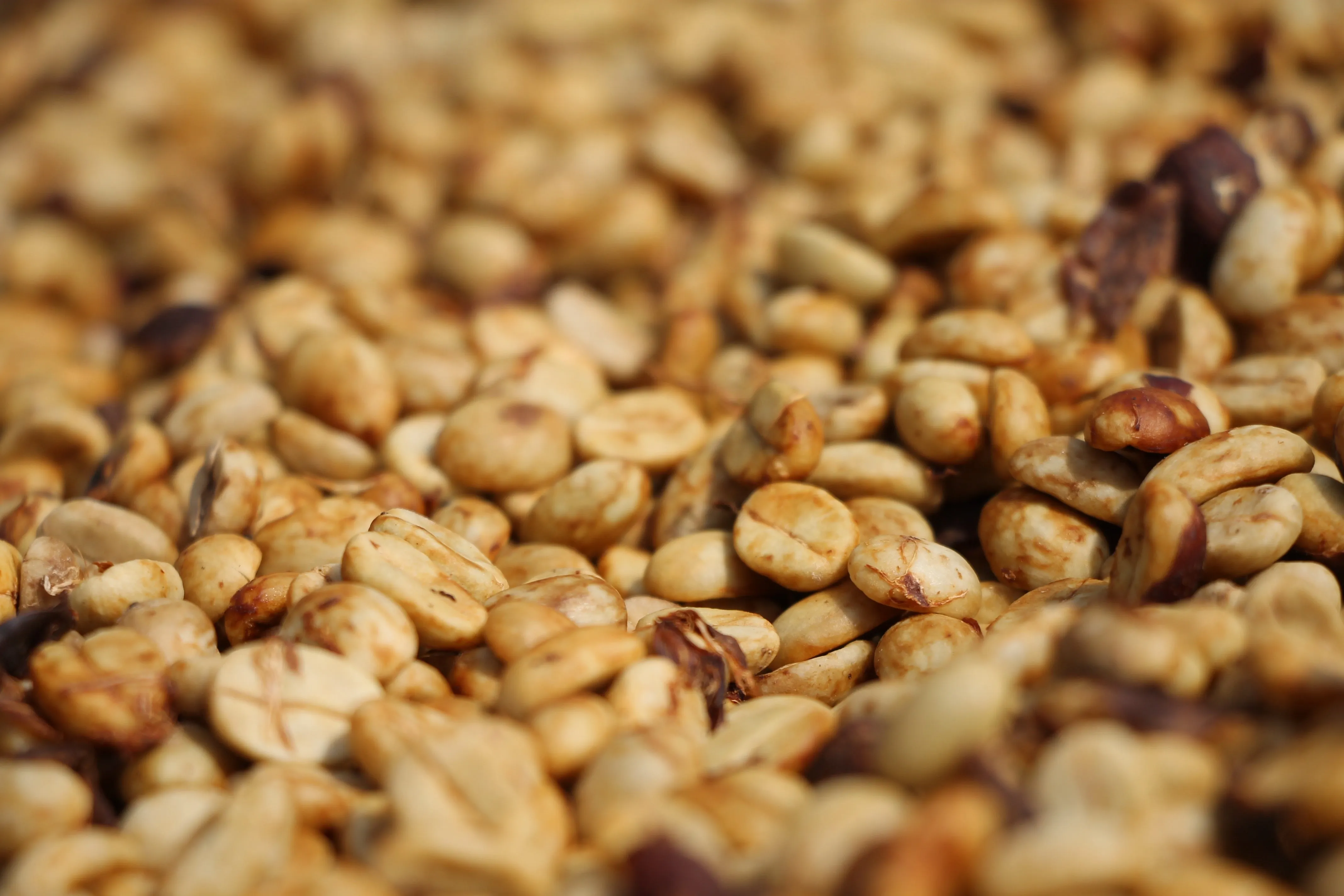 Brazil Sul Minas Natural-Process AAA. Available at Continental (NJ) and Salisbury (MA)