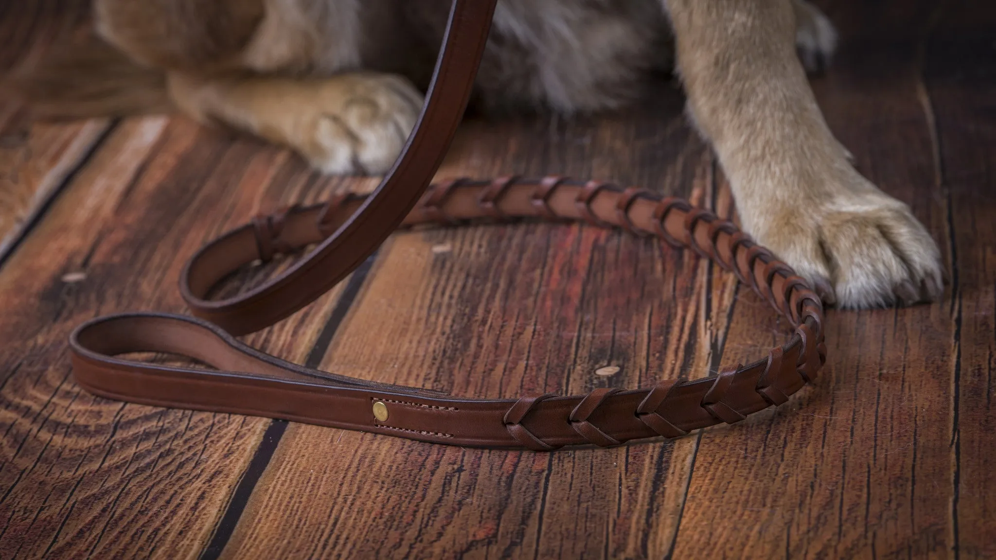 Laced Collar with a flat area for a name plate in Havanna