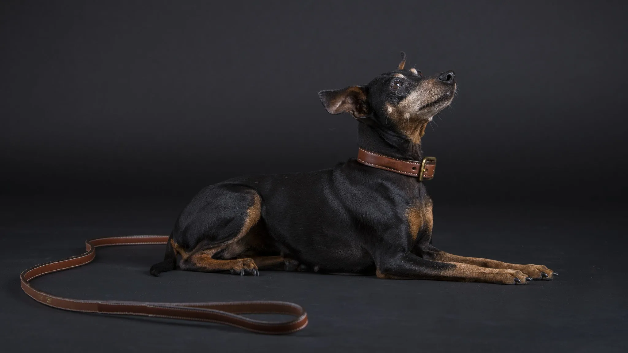 Raised Collar with space for a name plate in Black
